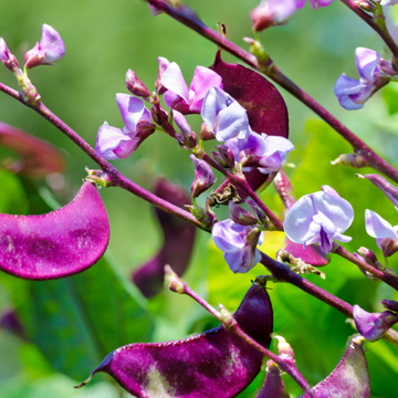 Hyacinth Bean Seeds - Vegetable Plant