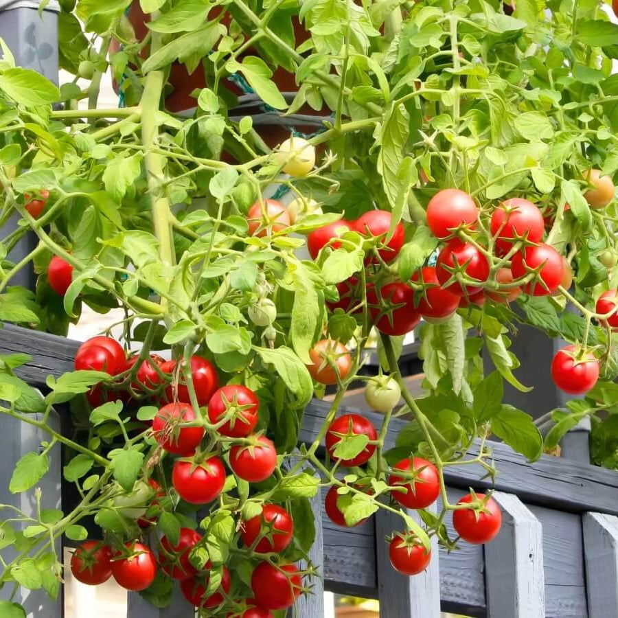 Hybrid Sweet Salad Tomato Seeds