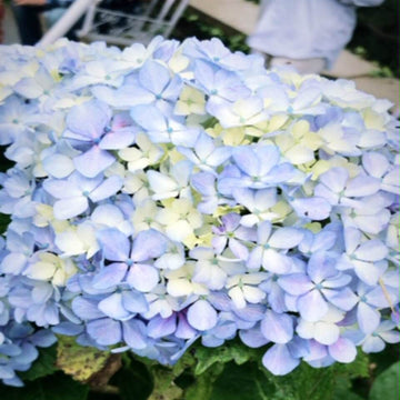 Hydrangea Seeds – Blue White