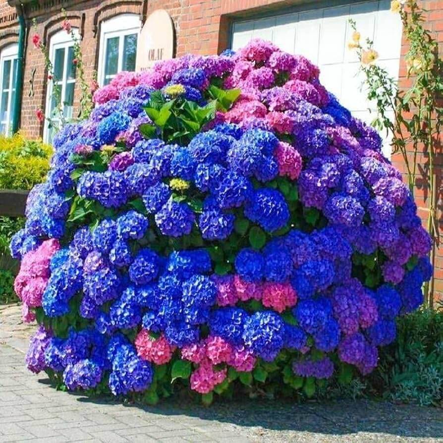Hydrangea Seeds – Blue Pink Purple