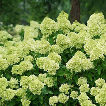 Hydrangea Seeds – Little Lime