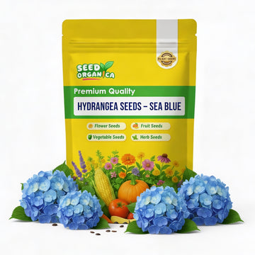 Hydrangea Seeds – Sea Blue
