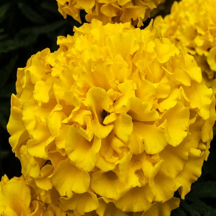 Hydrangea Seeds – Thick Yellow