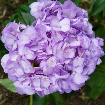 Hydrangea Seeds – Violet