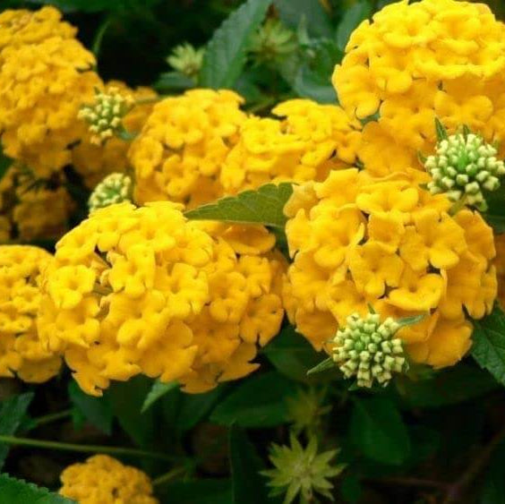 Hydrangea Seeds – Thick Yellow