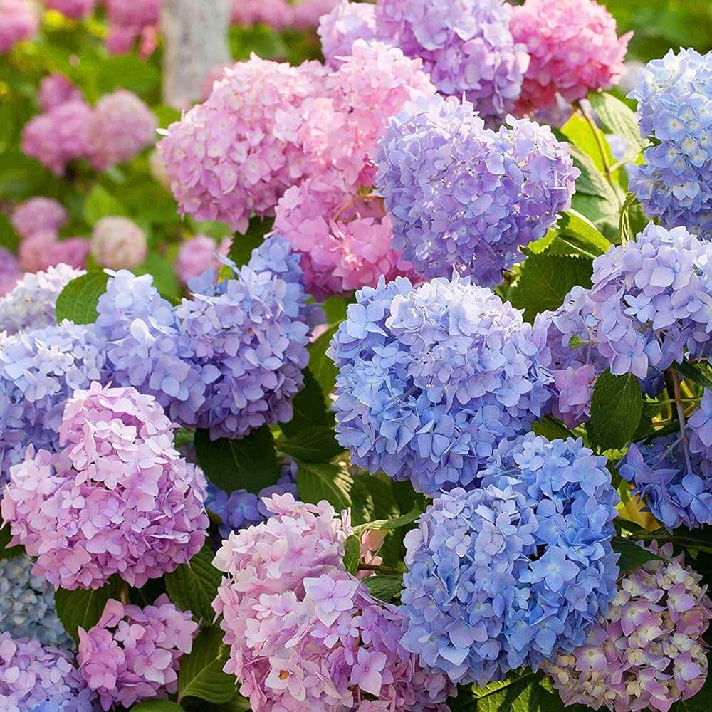 Hydrangea Seeds – Wildflower Mix