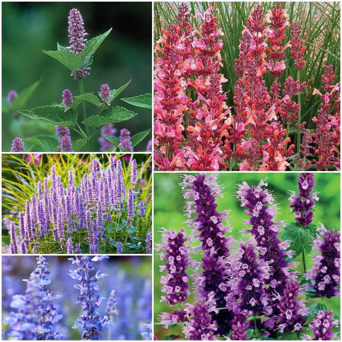 Hyssop Seeds - All In One For Home Gardens