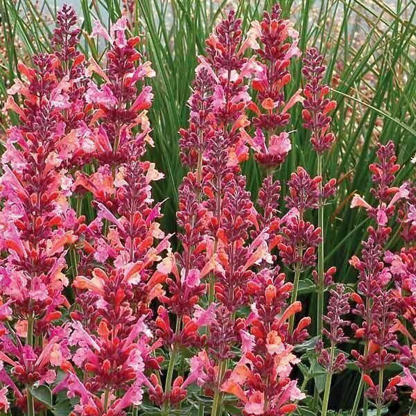 Hyssop Seeds - All In One For Home Gardens