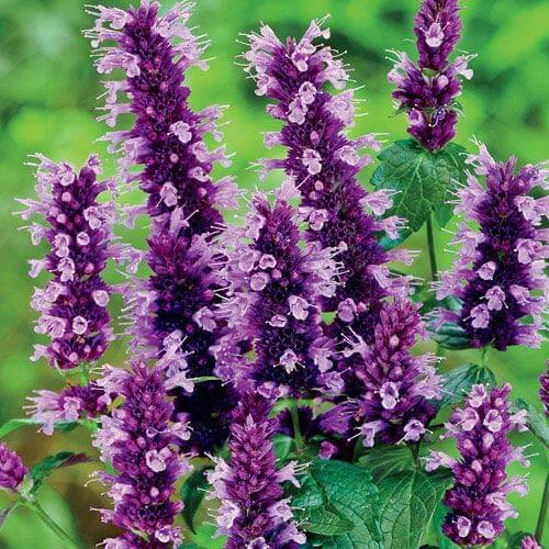 Hyssop Seeds - All In One For Home Gardens