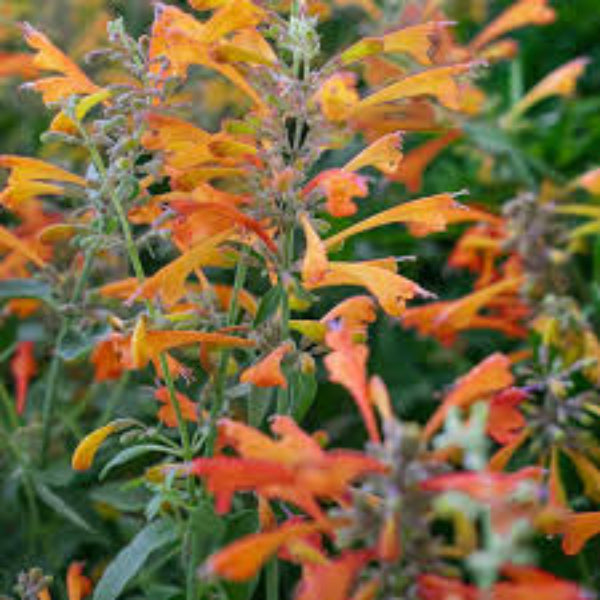 Hyssop Seeds – Orange Agastache