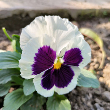 Purple White Pansy Seeds – Flower Plant