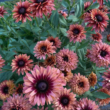 Hirta Sahara Rudbeckia Seeds – Flower Plant