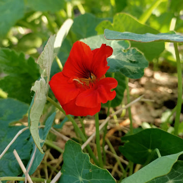Red Nasturtium Seeds – Flower Plant