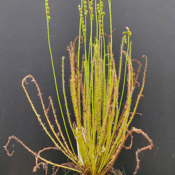 Thread-Leaved Sundew Seeds – Flower Plant