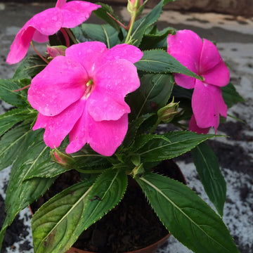 Touch-Me-Not Impatiens Seeds – Flower Plant