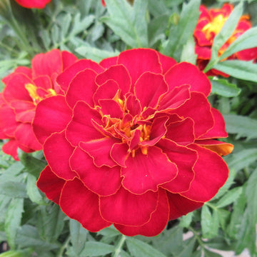 Red Marigold Seeds – Flower Plant