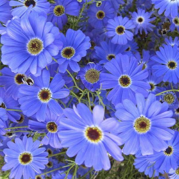 Iberidifolia Seeds – Blue