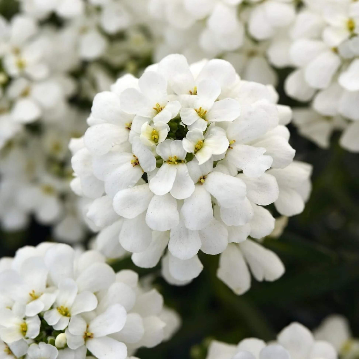 Iberis Seeds - All In One For Home Gardens