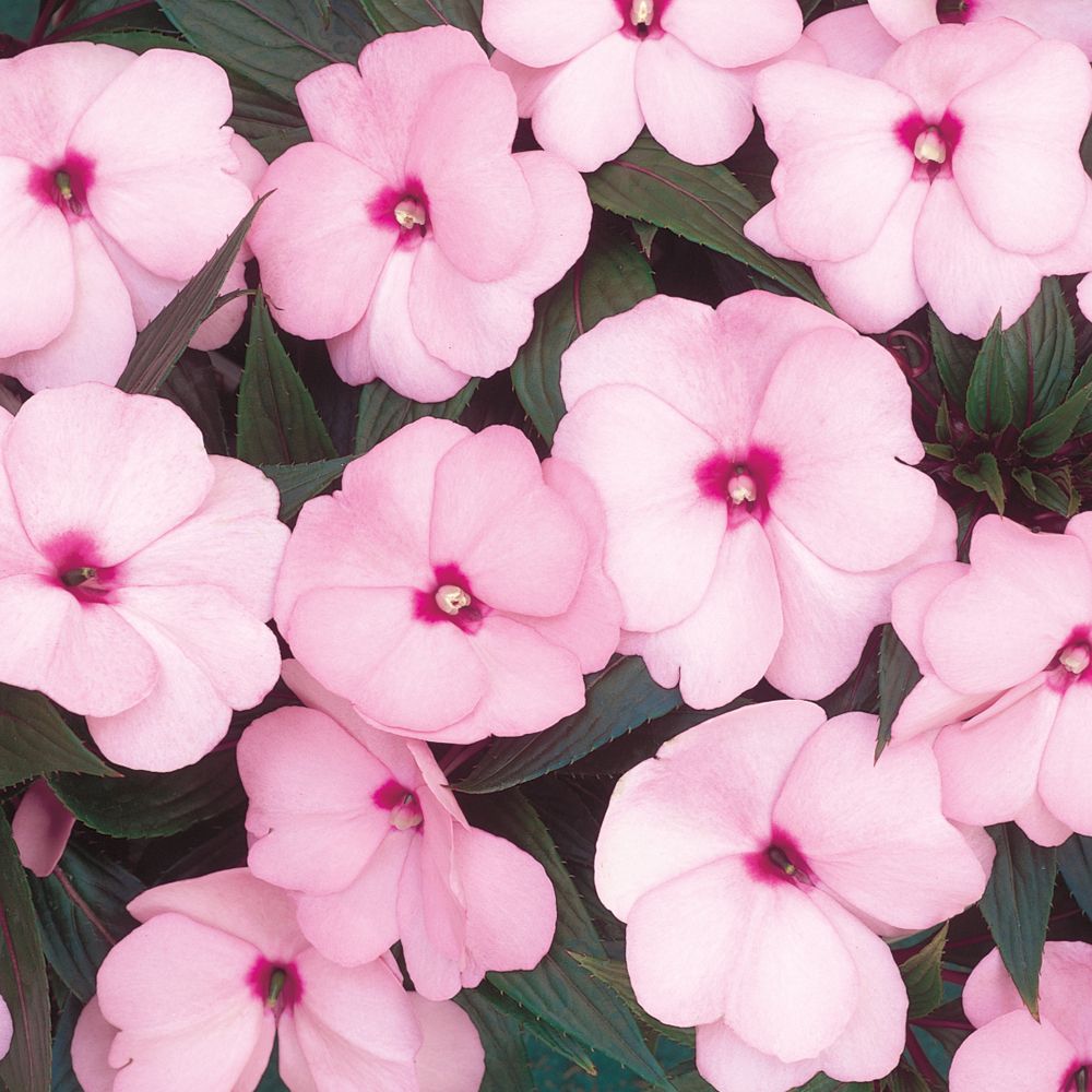 Impatiens Seeds – Pink