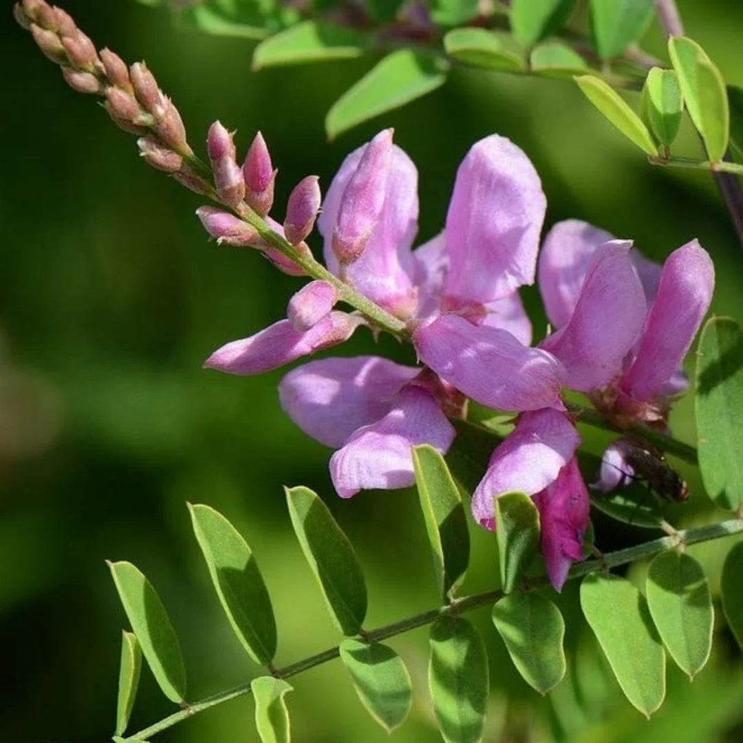 Indigo Seeds – Flowering