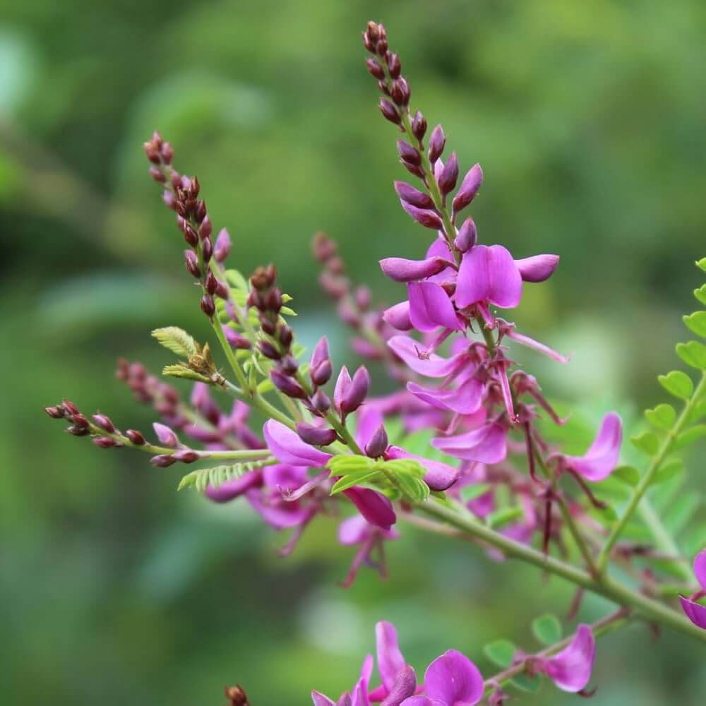 Indigo Seeds – Flowering