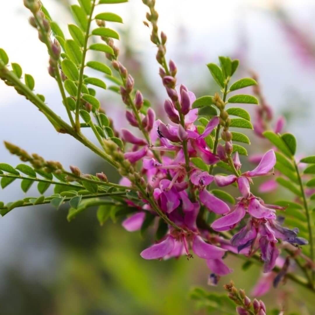 Indigo Seeds – Flowering