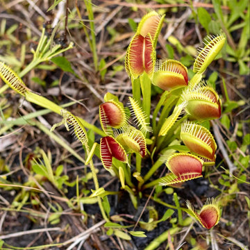 Insect Eating Plant Seeds - Flower Plant