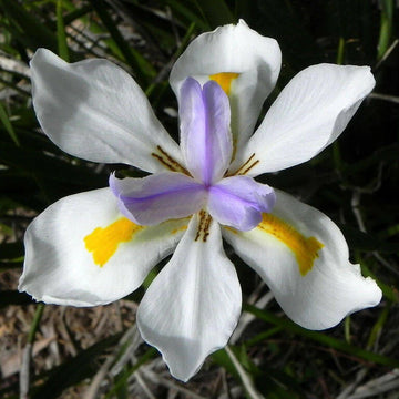 Iris Seeds - All In One For Home Gardens