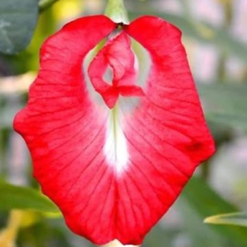 Iris germanica Seeds – Schmetterlingsiris