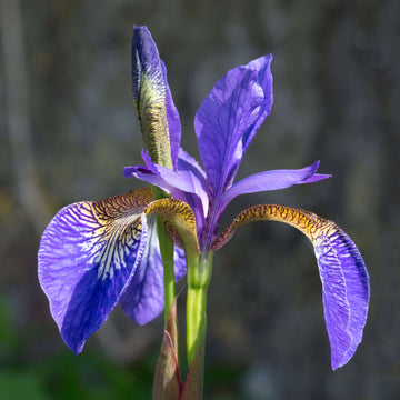 Iris spp. Seeds – Mixed