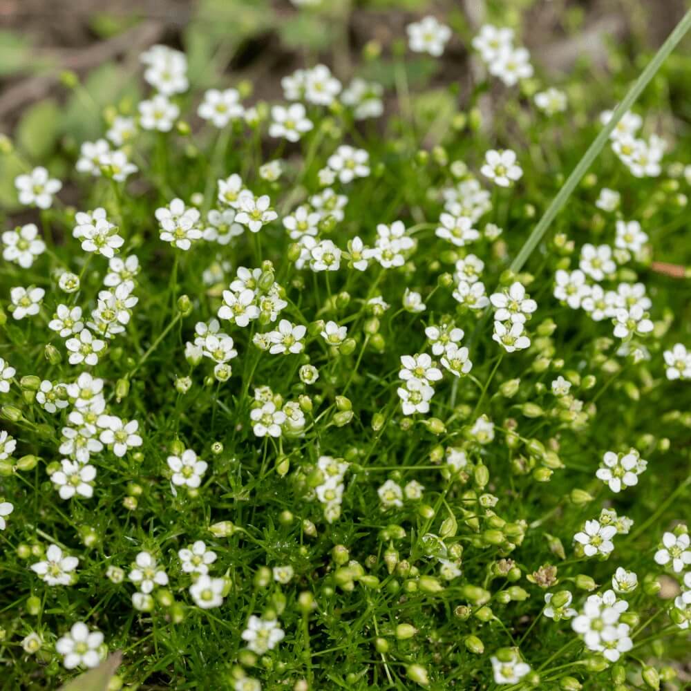 Irish Moss Seeds 