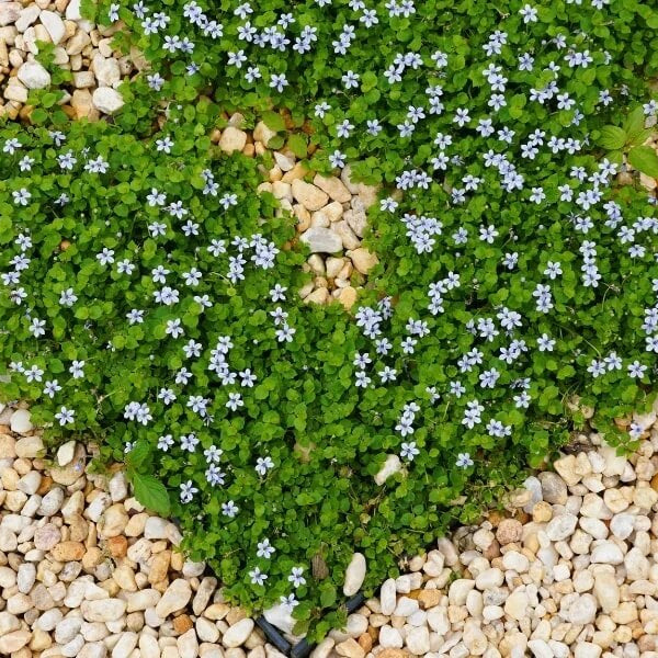 Isotoma Seeds