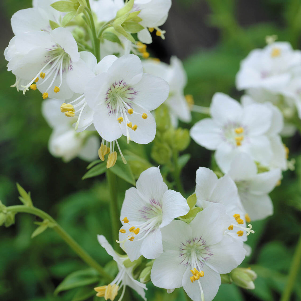 Jacob’s Ladder Seeds – White