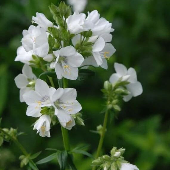 Jacob’s Ladder Seeds – White