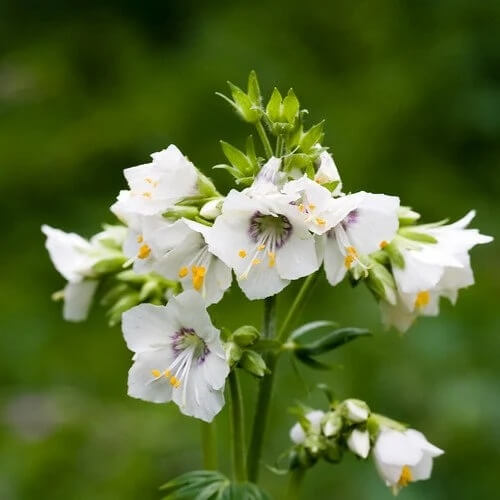 Jacob’s Ladder Seeds – White