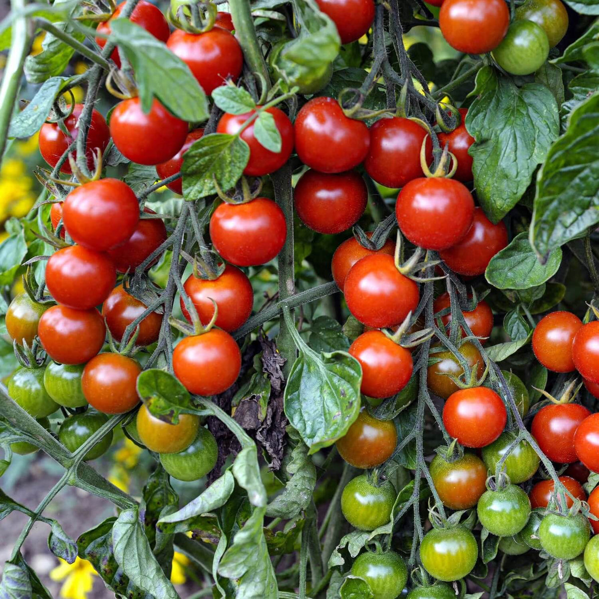 Juicy Snack Tomato Seeds