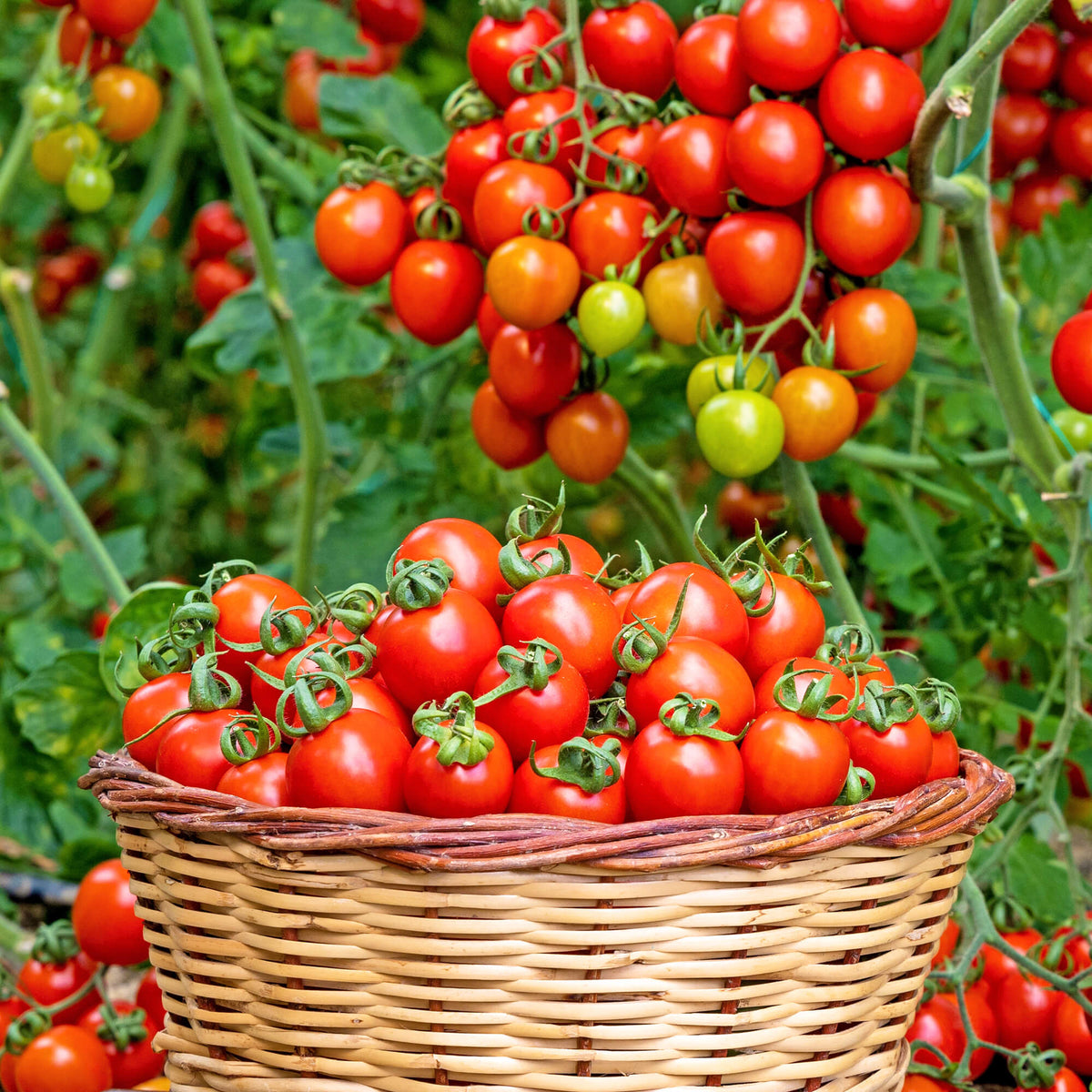 Juicy Snack Tomato Seeds