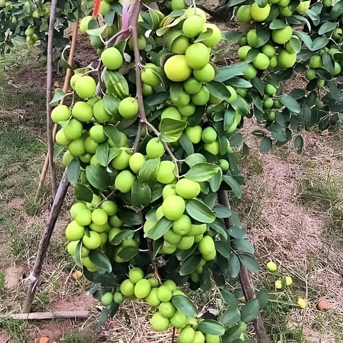 Jujube Apple Seeds