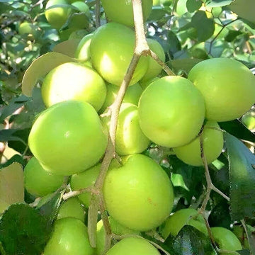 Jujube Apple Seeds