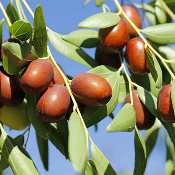 Jujube Seeds – Brown