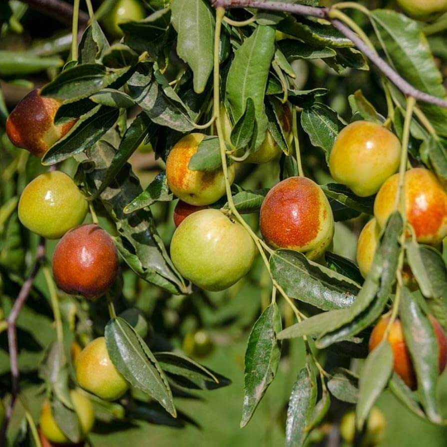 Jujube Seeds – Honey Jar