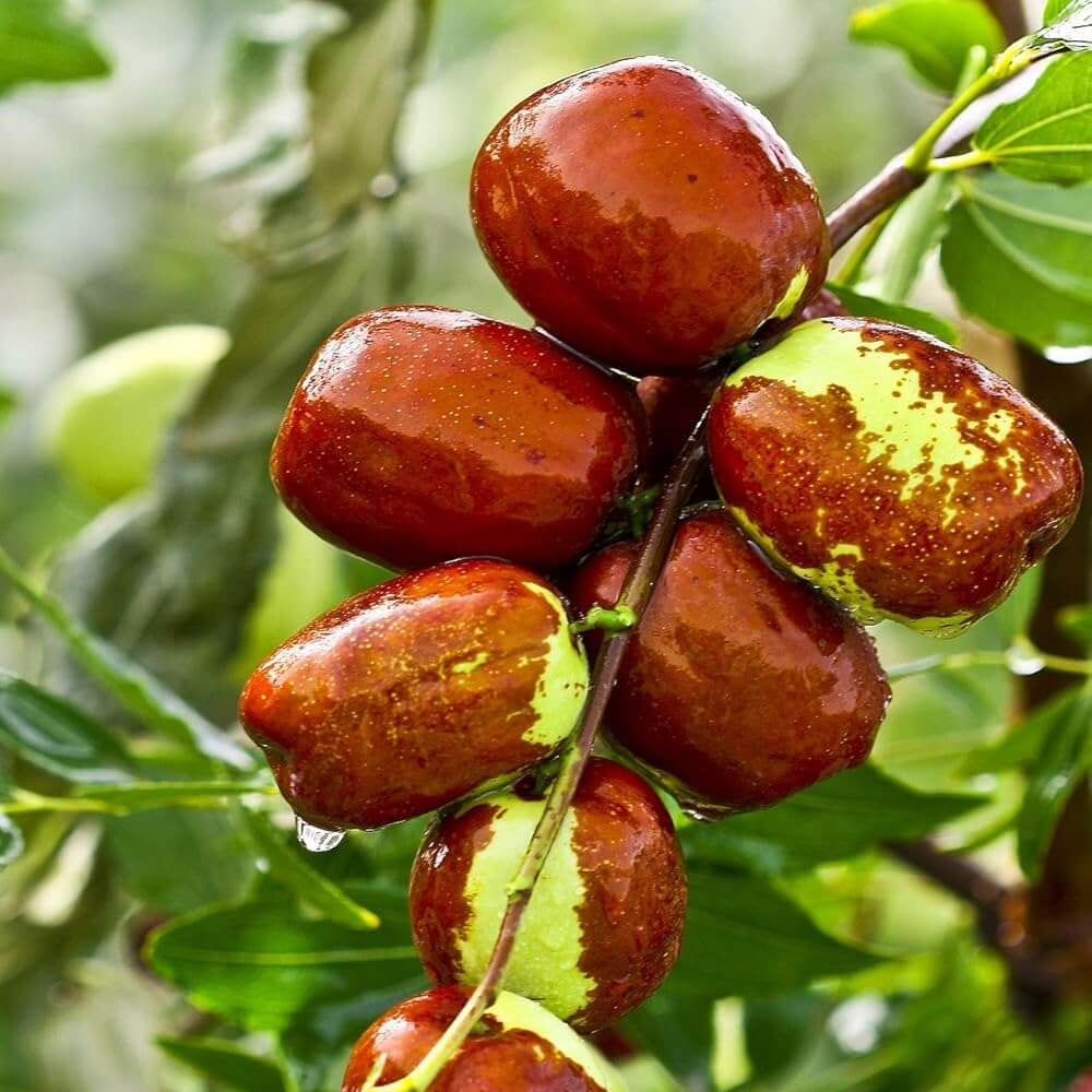 Jujube Seeds – Honey Jar