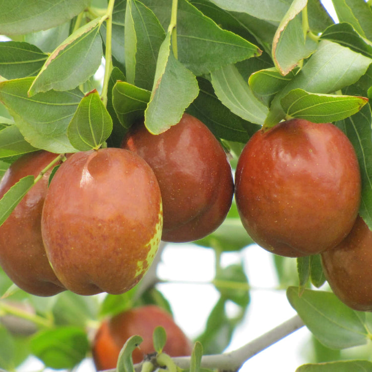 Jujube Seeds – Redlands