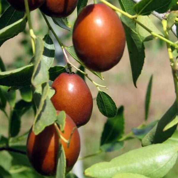 Jujube Seeds – Redlands