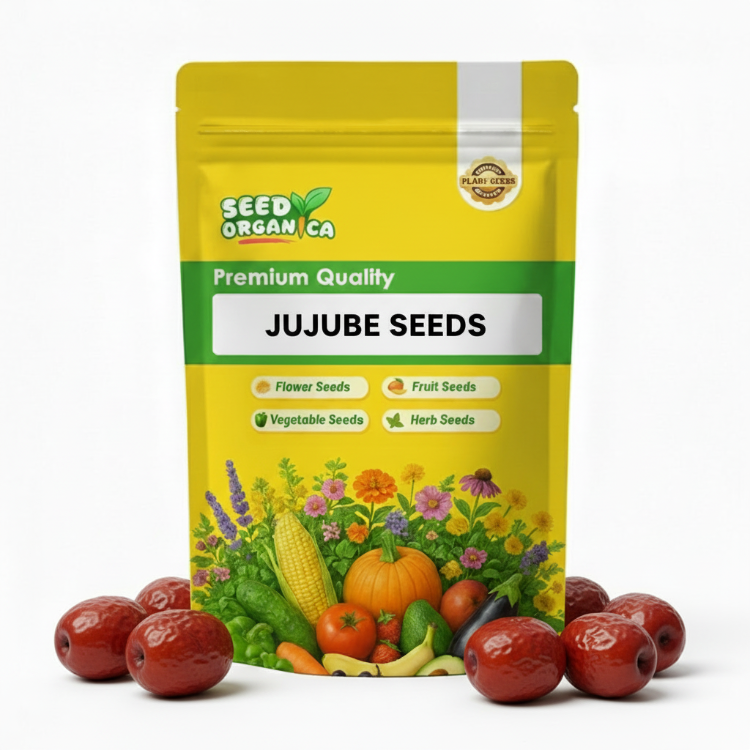 Jujube Seeds