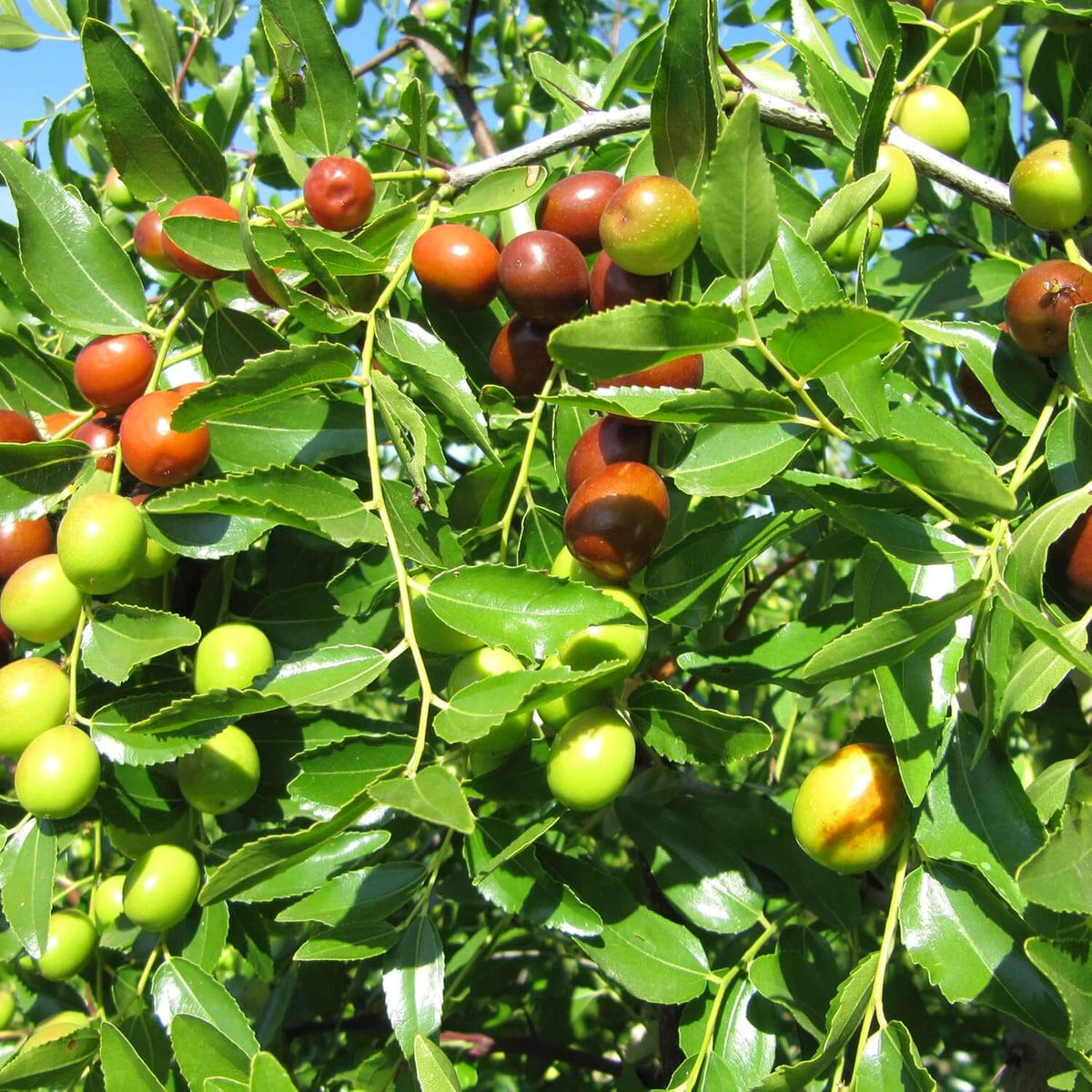 Jujube Seeds – Brown