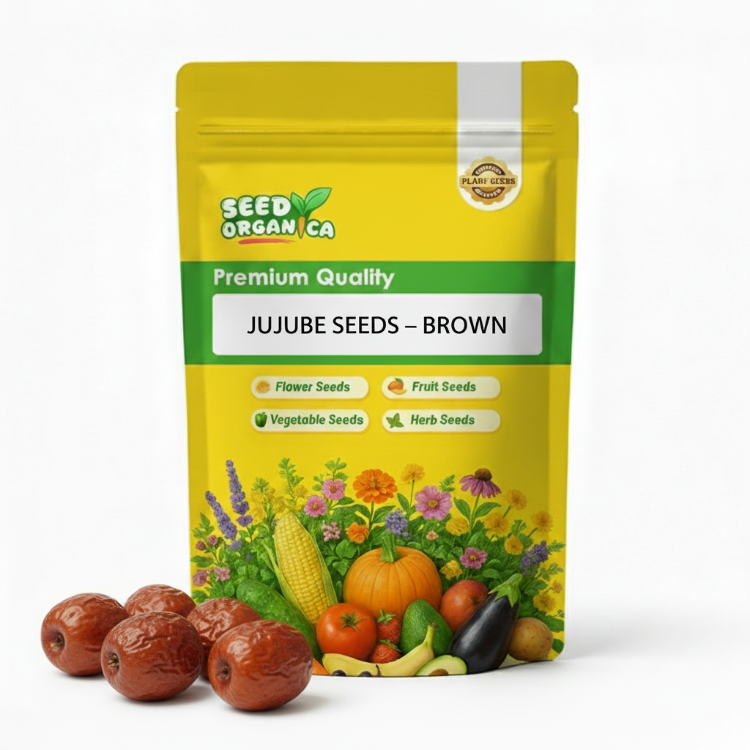 Jujube Seeds – Brown