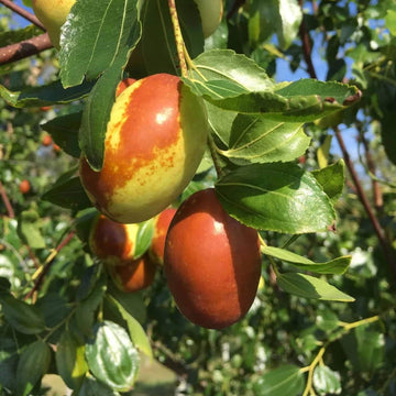 Jujube Seeds – Lang
