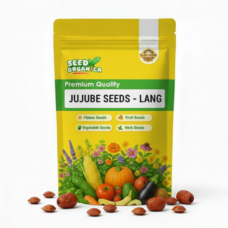 Jujube Seeds – Lang
