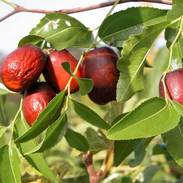 Jujube Seeds – Red
